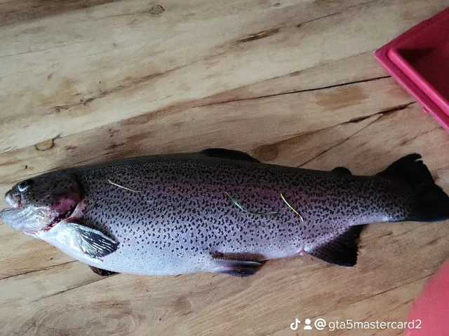 Regenbogenforelle