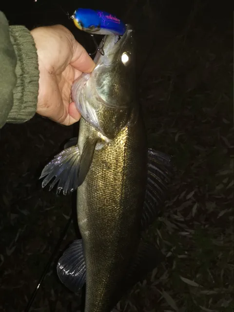 Zander