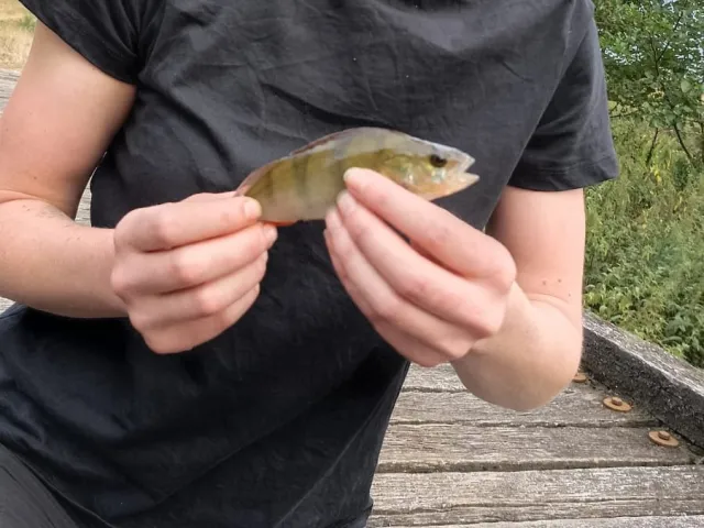 Flussbarsch