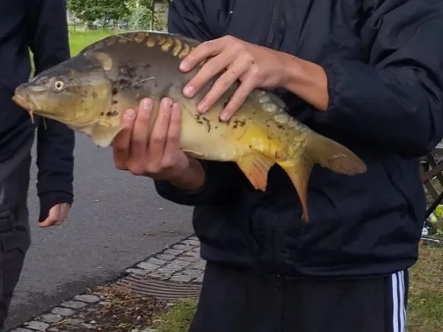 Karpfen
