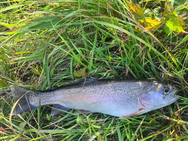 Regenbogenforelle