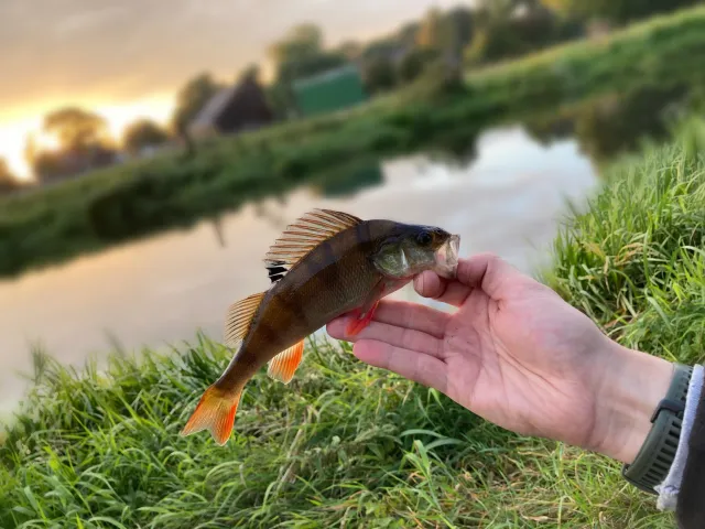 Flussbarsch