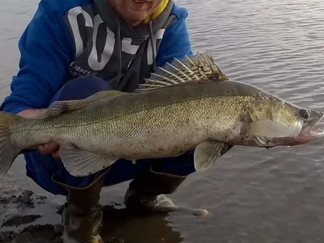 Zander