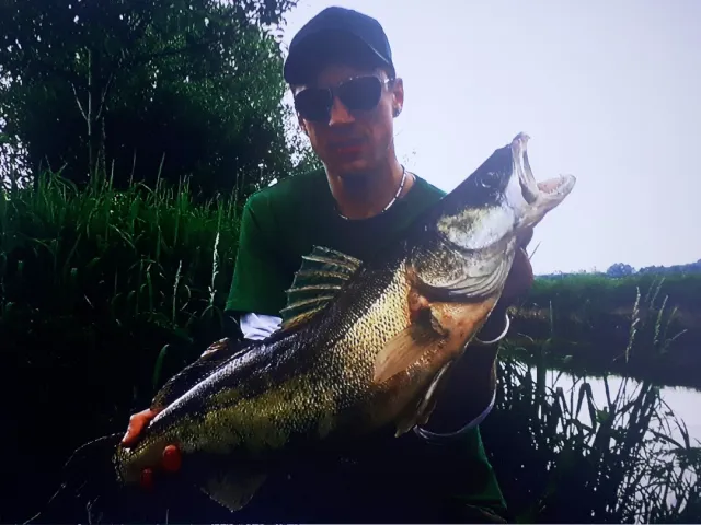 Zander