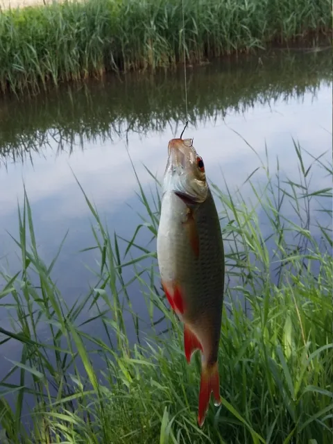 Rotauge