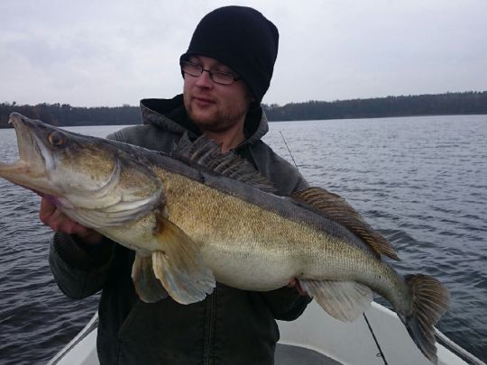 Zander