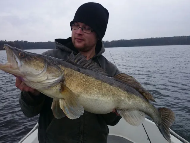 Zander