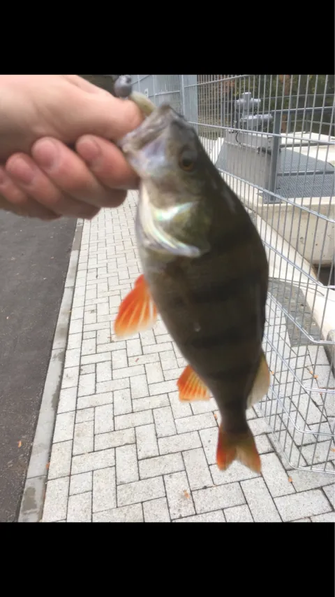 Flussbarsch