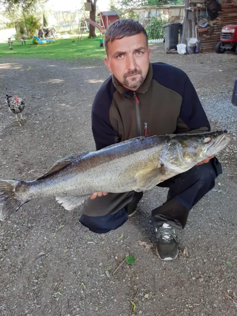 Zander