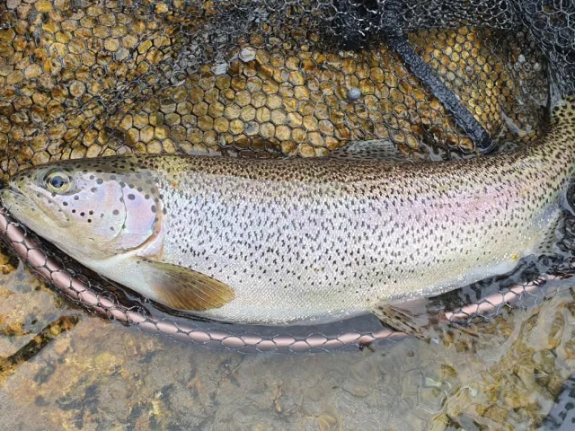 Regenbogenforelle
