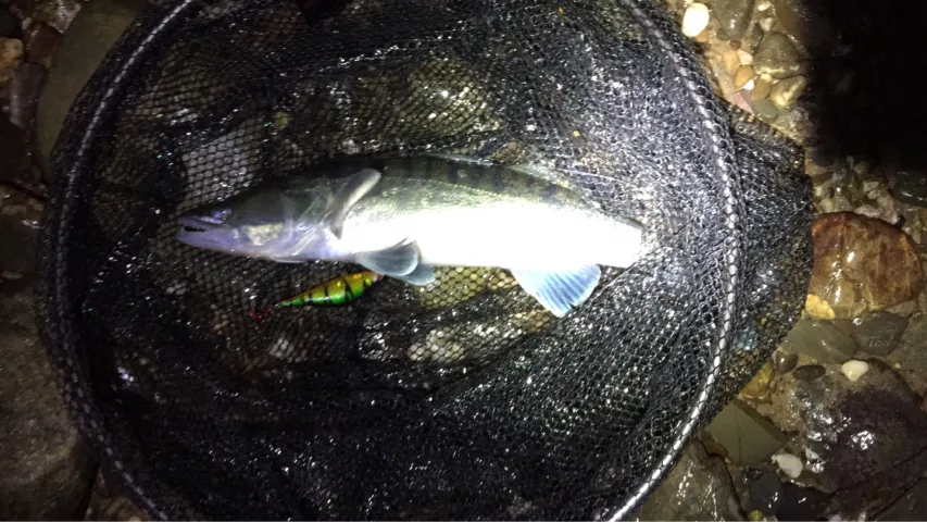 Zander