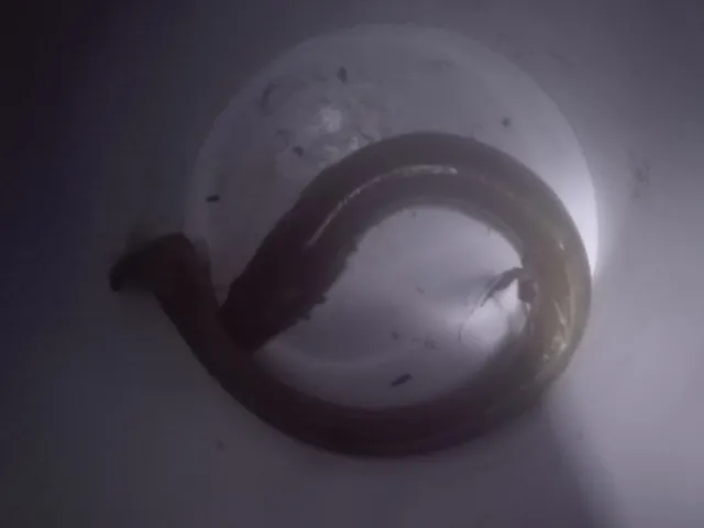 Aal