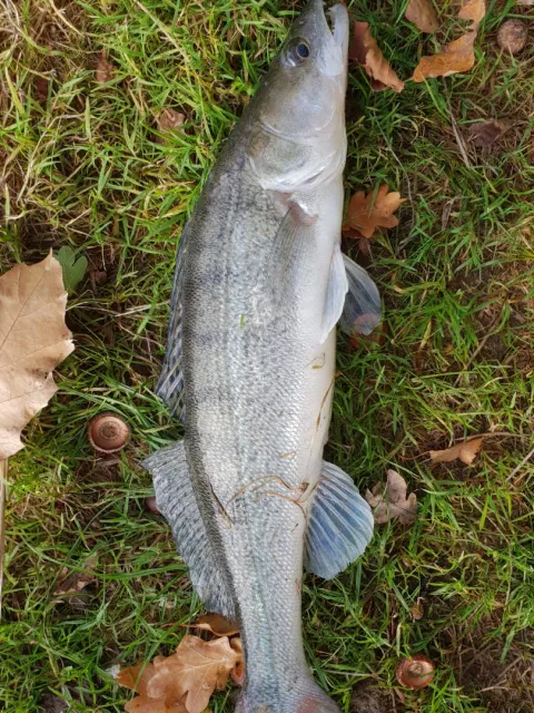 Zander
