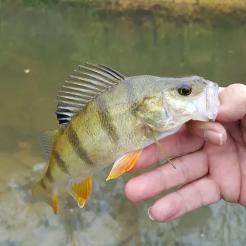 Flussbarsch