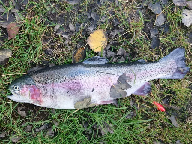 Regenbogenforelle