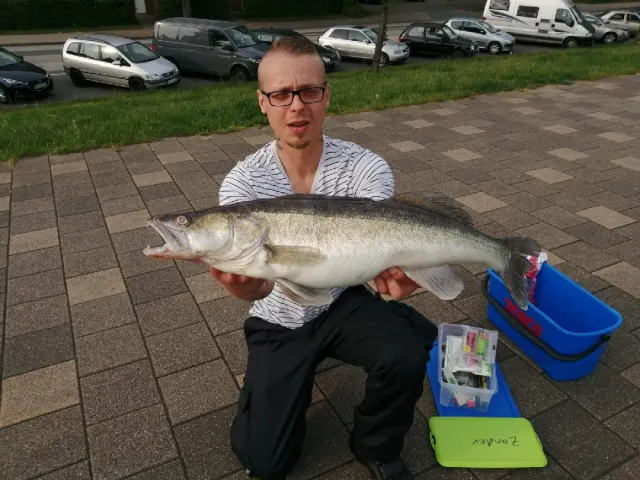 Zander