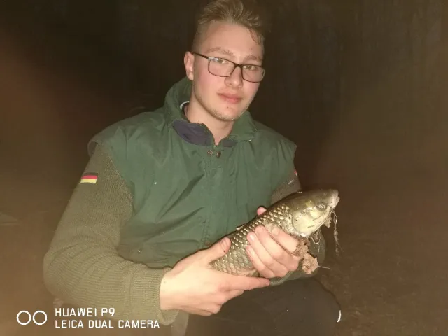 Graskarpfen