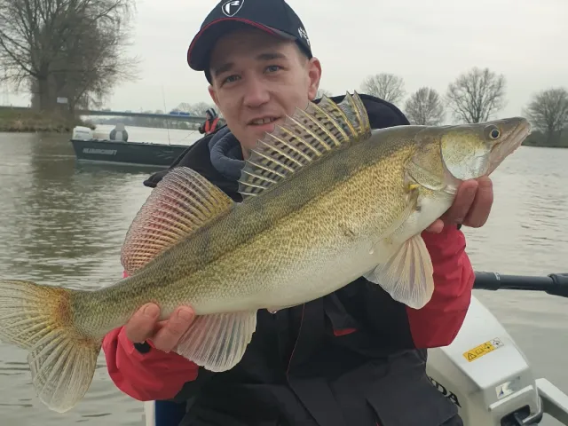 Zander