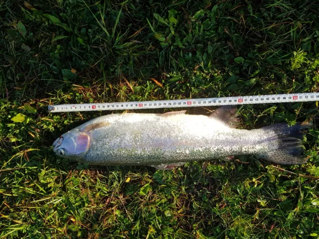 Regenbogenforelle