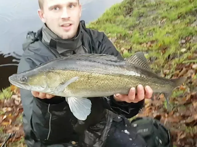 Zander