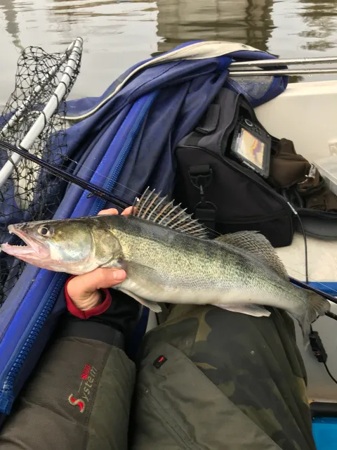Zander