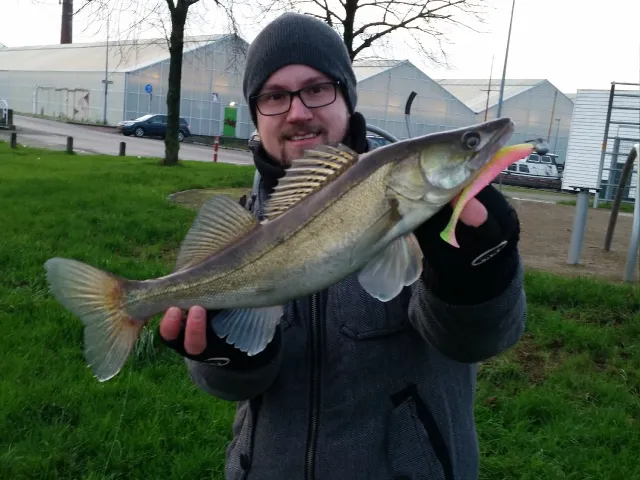 Zander