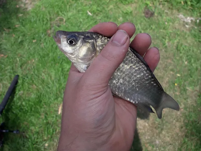 Giebel