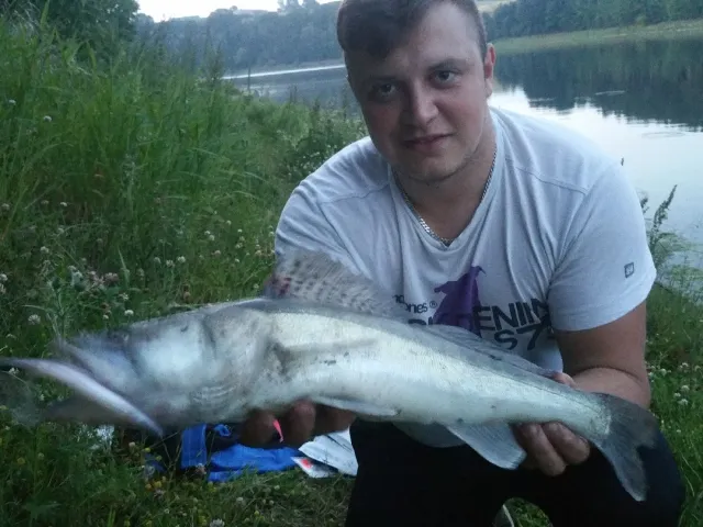 Zander