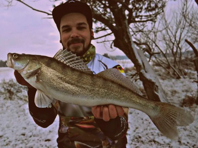 Zander