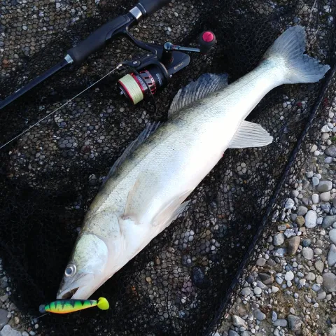 Zander