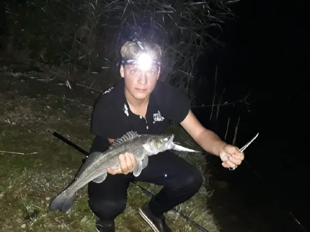 Zander