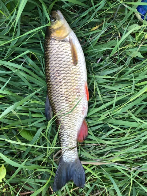Döbel