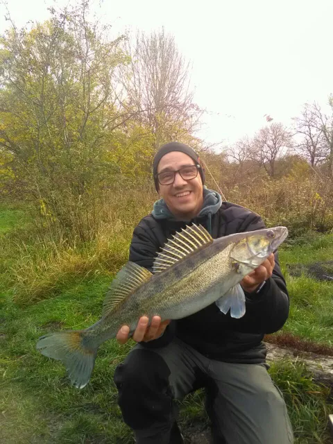 Zander
