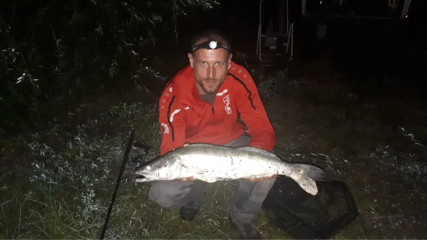 Zander