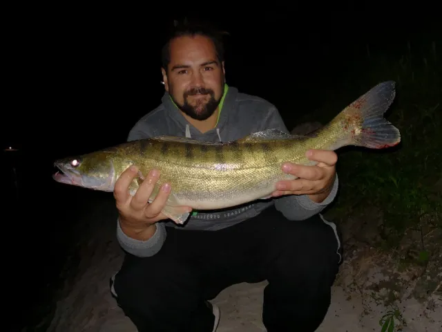 Zander