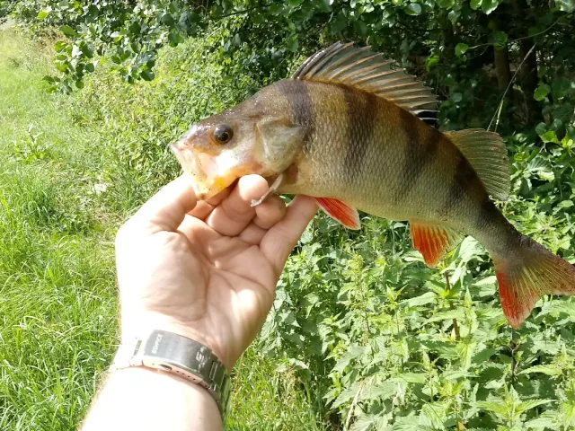 Flussbarsch