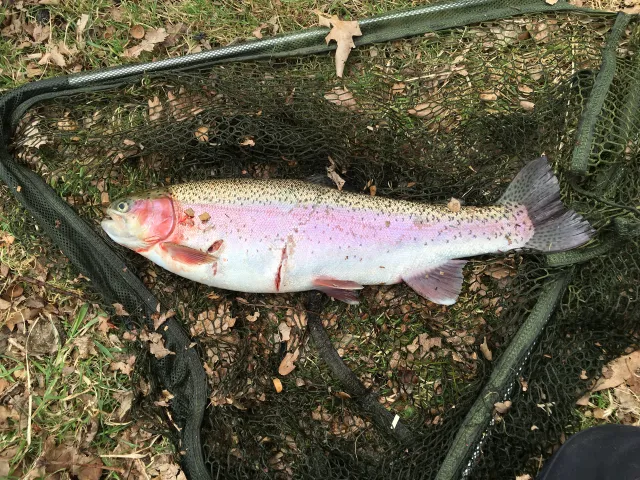 Regenbogenforelle