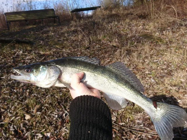 Zander