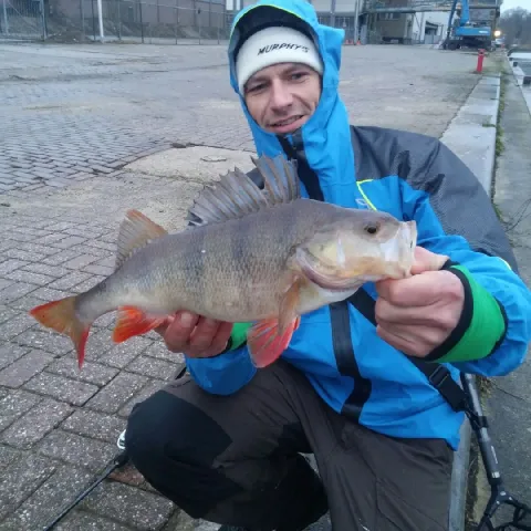 Flussbarsch
