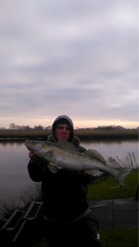 Zander