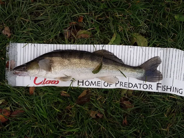 Zander