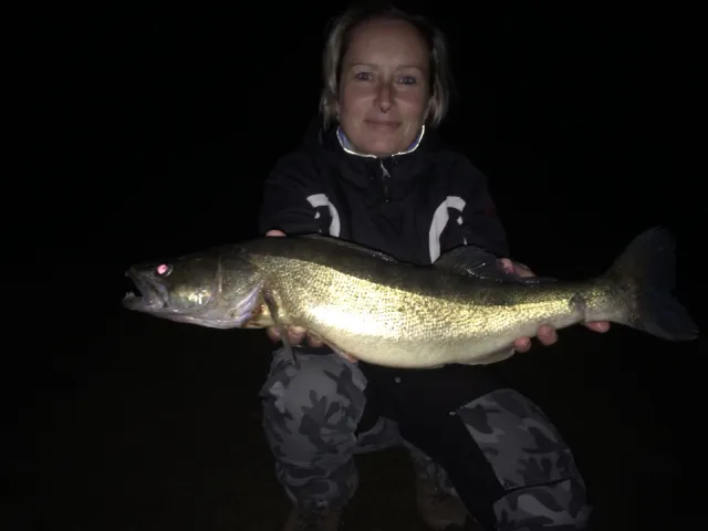 Zander