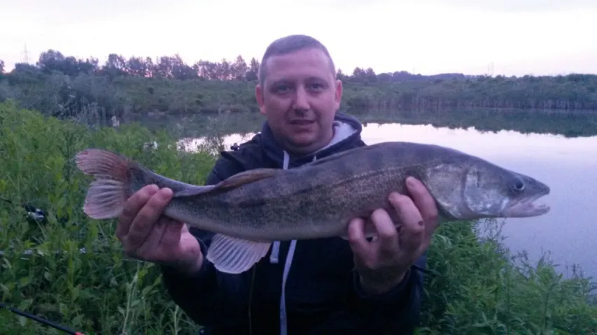 Zander