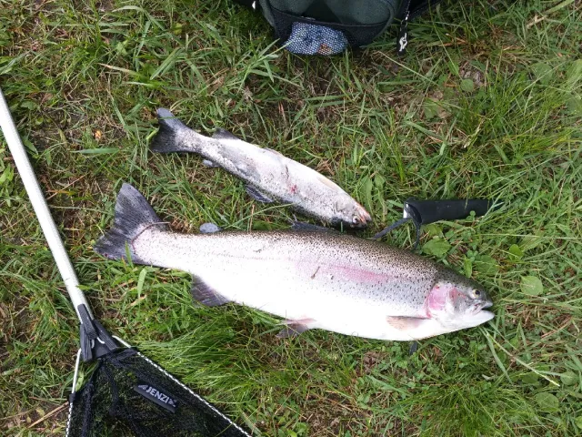 Regenbogenforelle