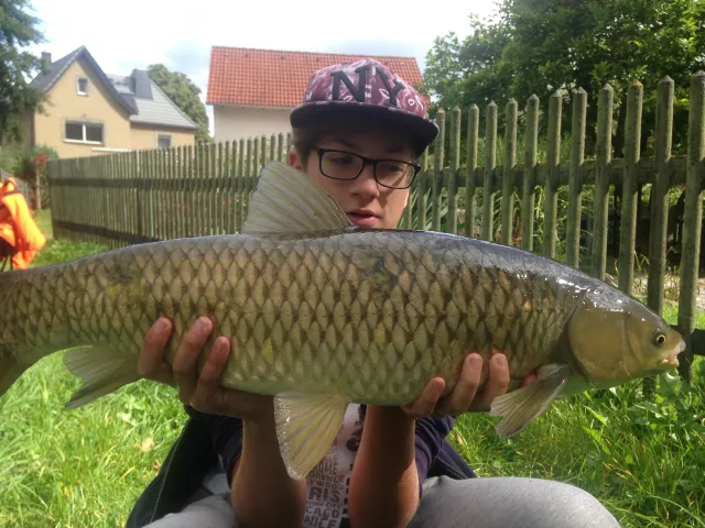 Graskarpfen