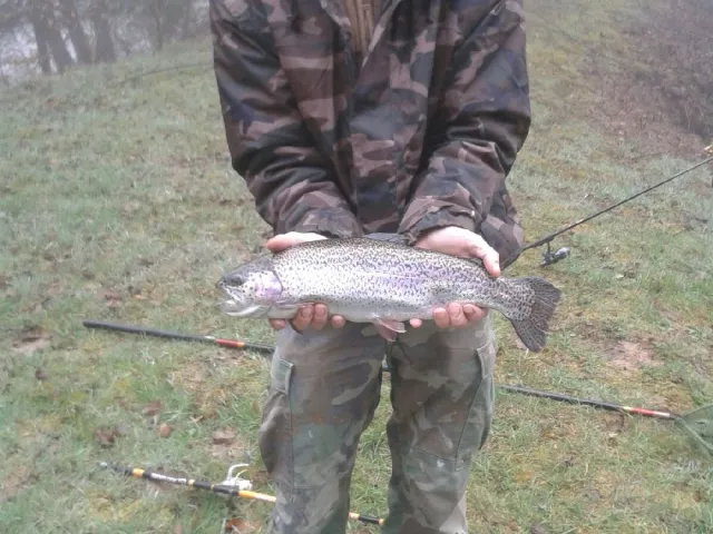 Regenbogenforelle