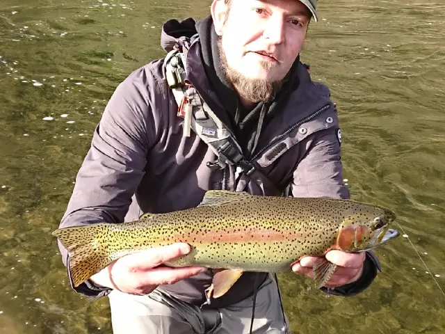 Regenbogenforelle