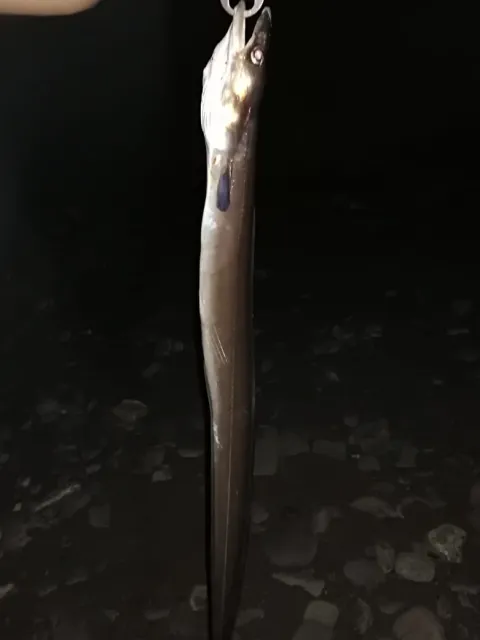Meeraal