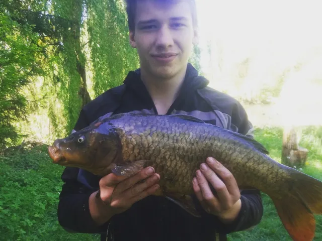 Karpfen