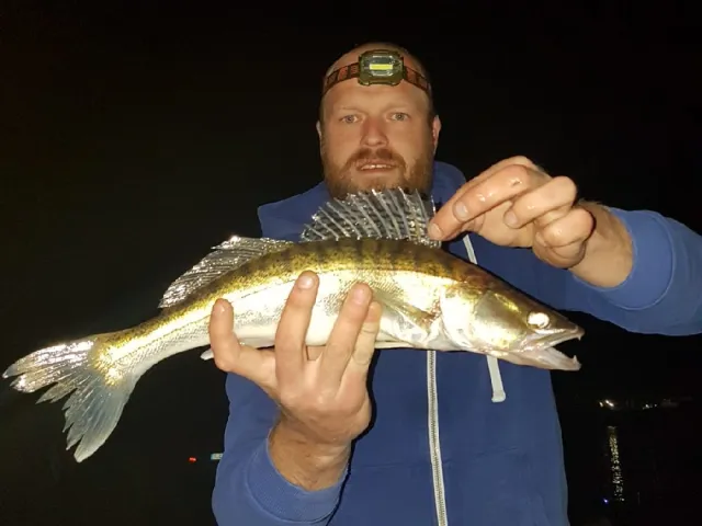 Zander